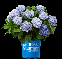 Hortensia Endless Summer 'The Original'